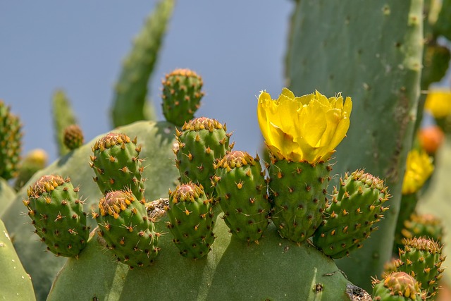 květ kaktusu
